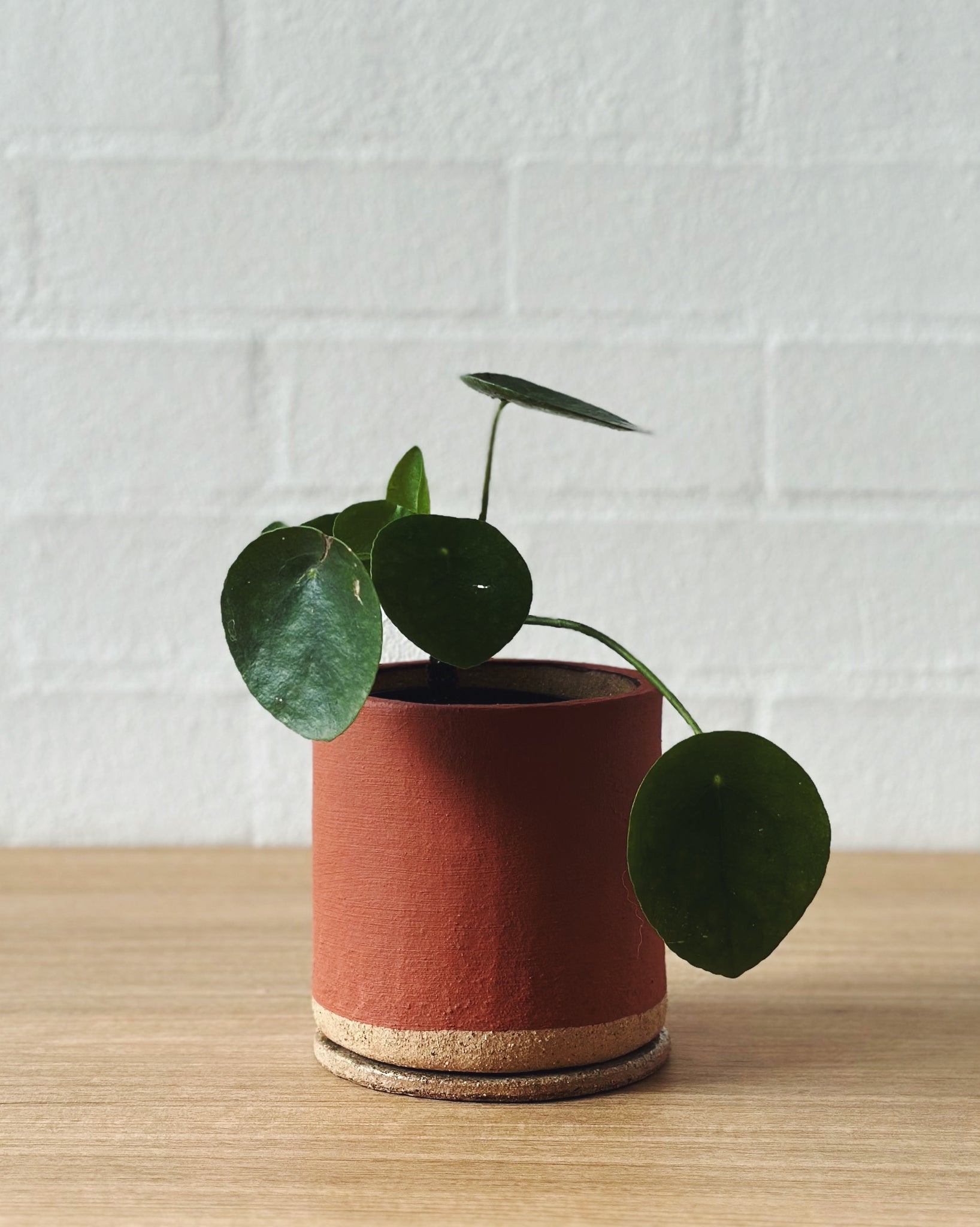 terracotta planter_ID