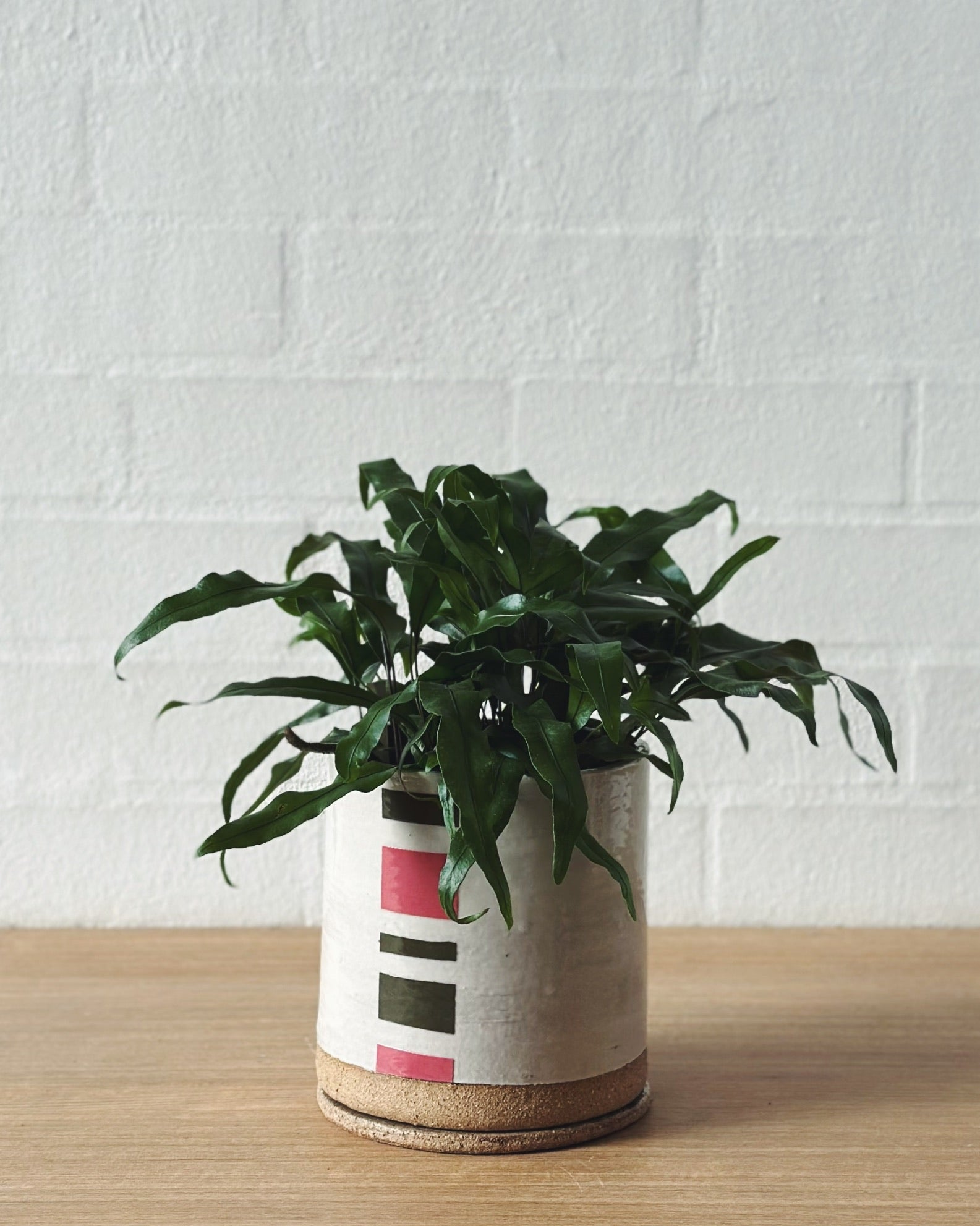 candy stripe planter_ID - pink and green