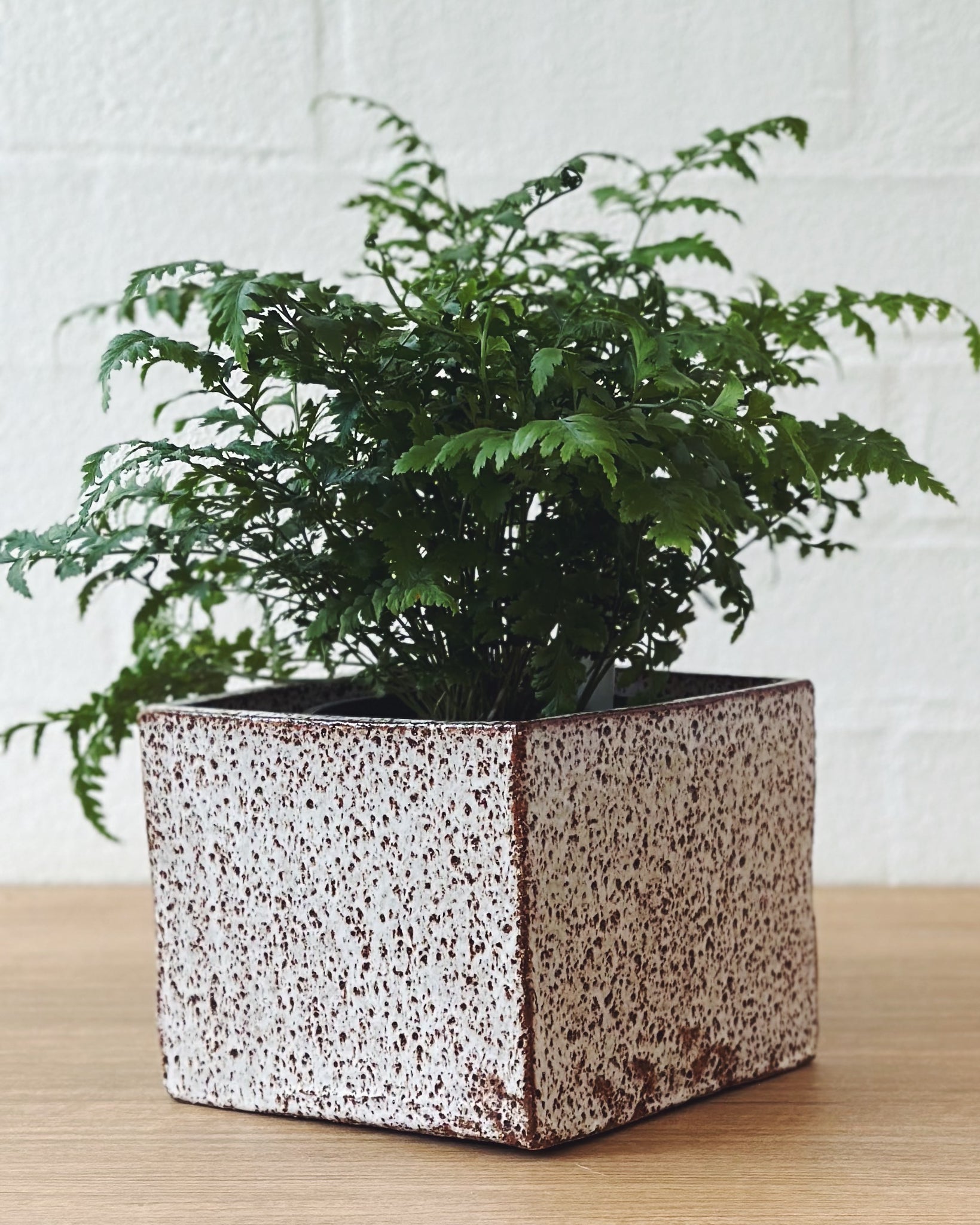 speckled planter box