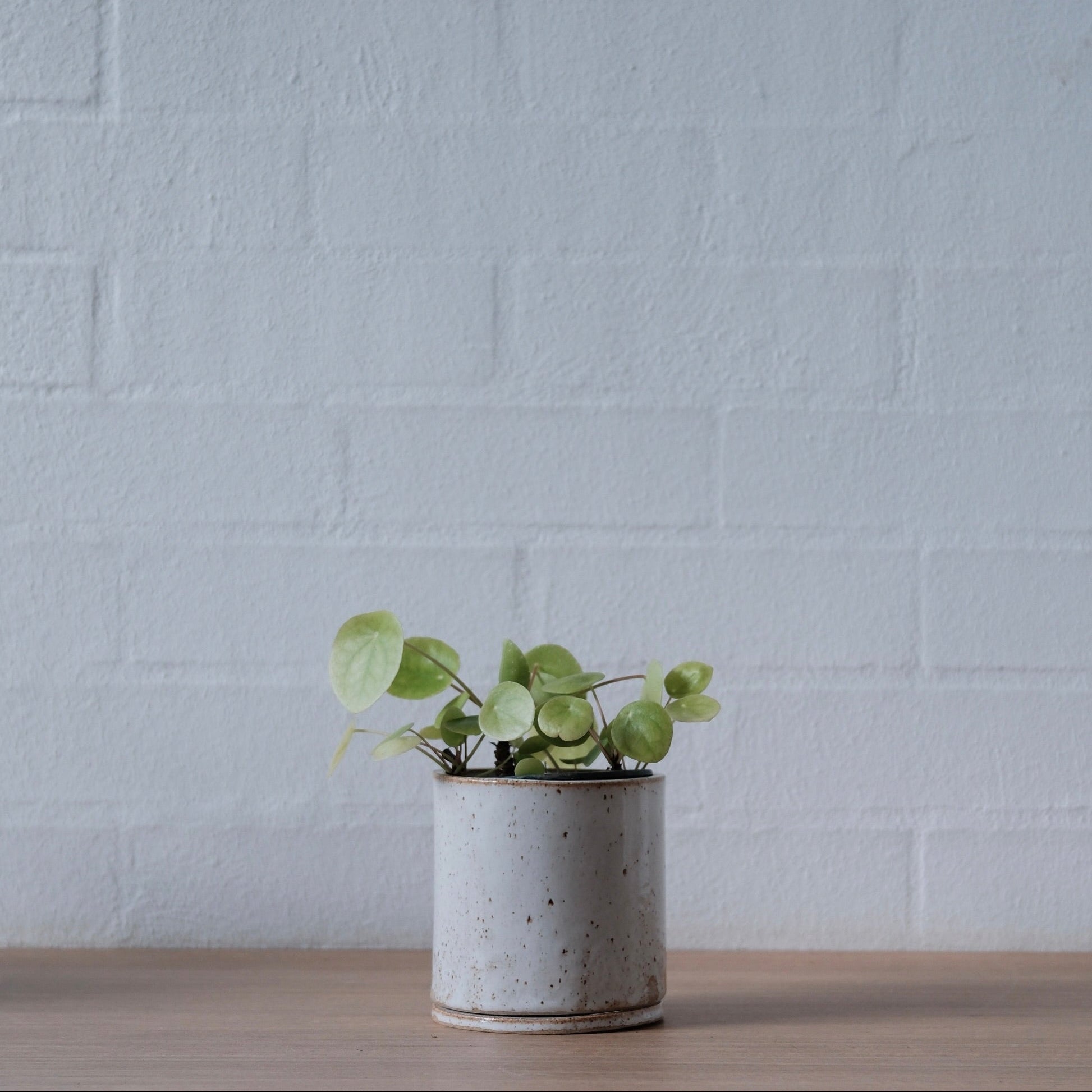 Small plant in speckled warm white ceramic planter on a wooden surface with a white brick wall background
