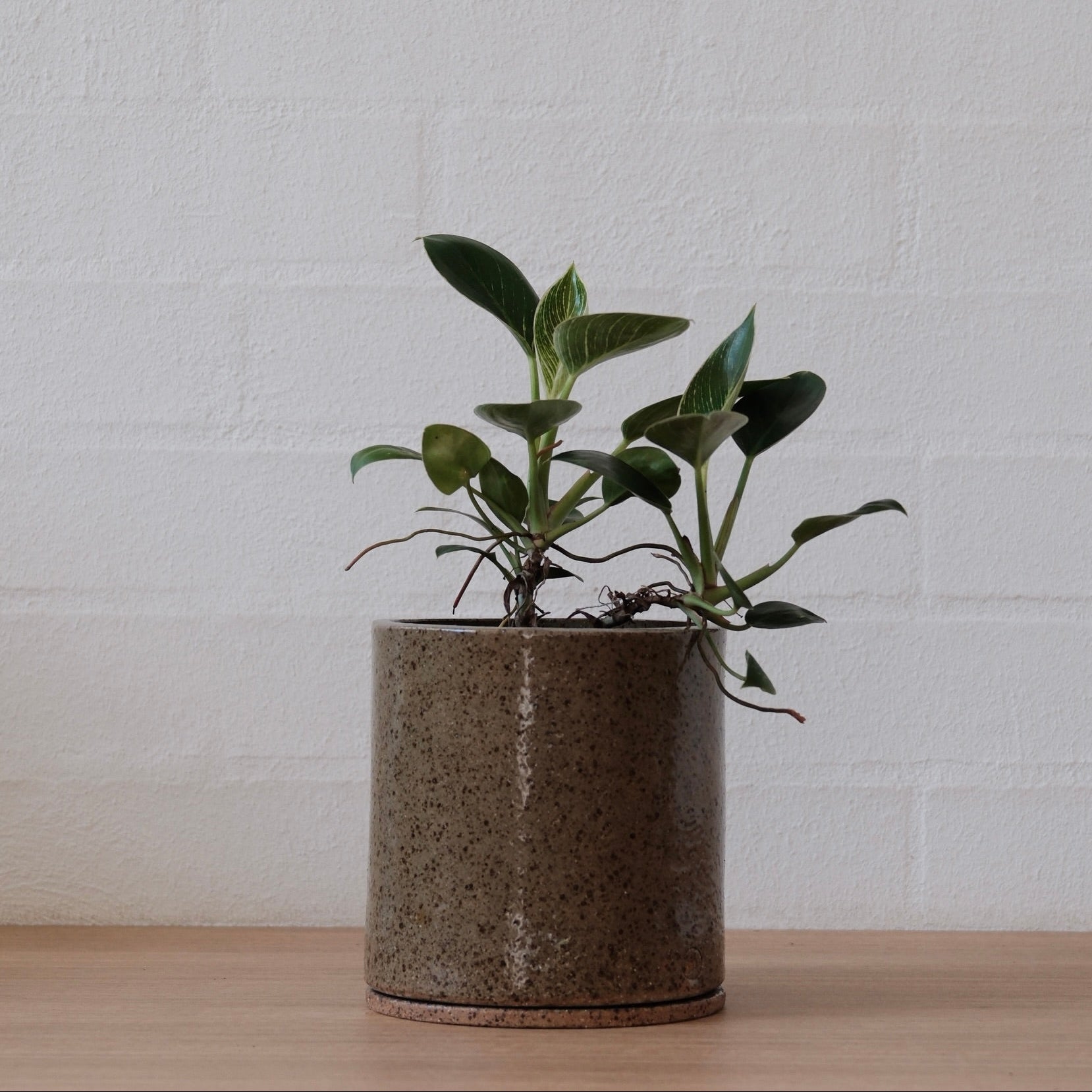 Medium potted plant in olive green with speckled ceramic pots on a wooden surface with a white brick wall background.