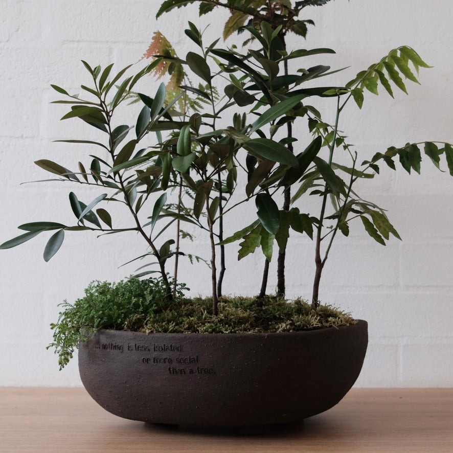 The Overstory (Subtropical Rainforest Living Bowl) - from Long Story Short