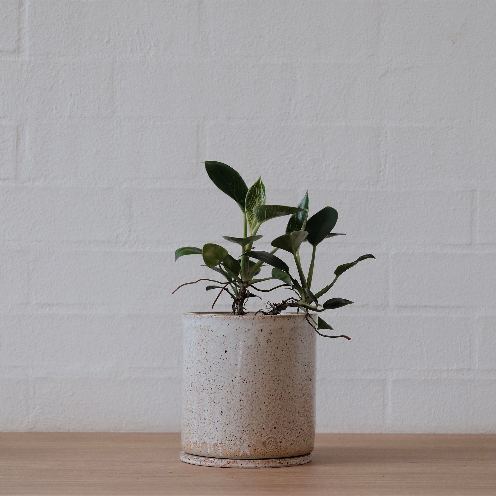 Medium plant in speckled warm white ceramic planter on a wooden surface with a white brick wall background