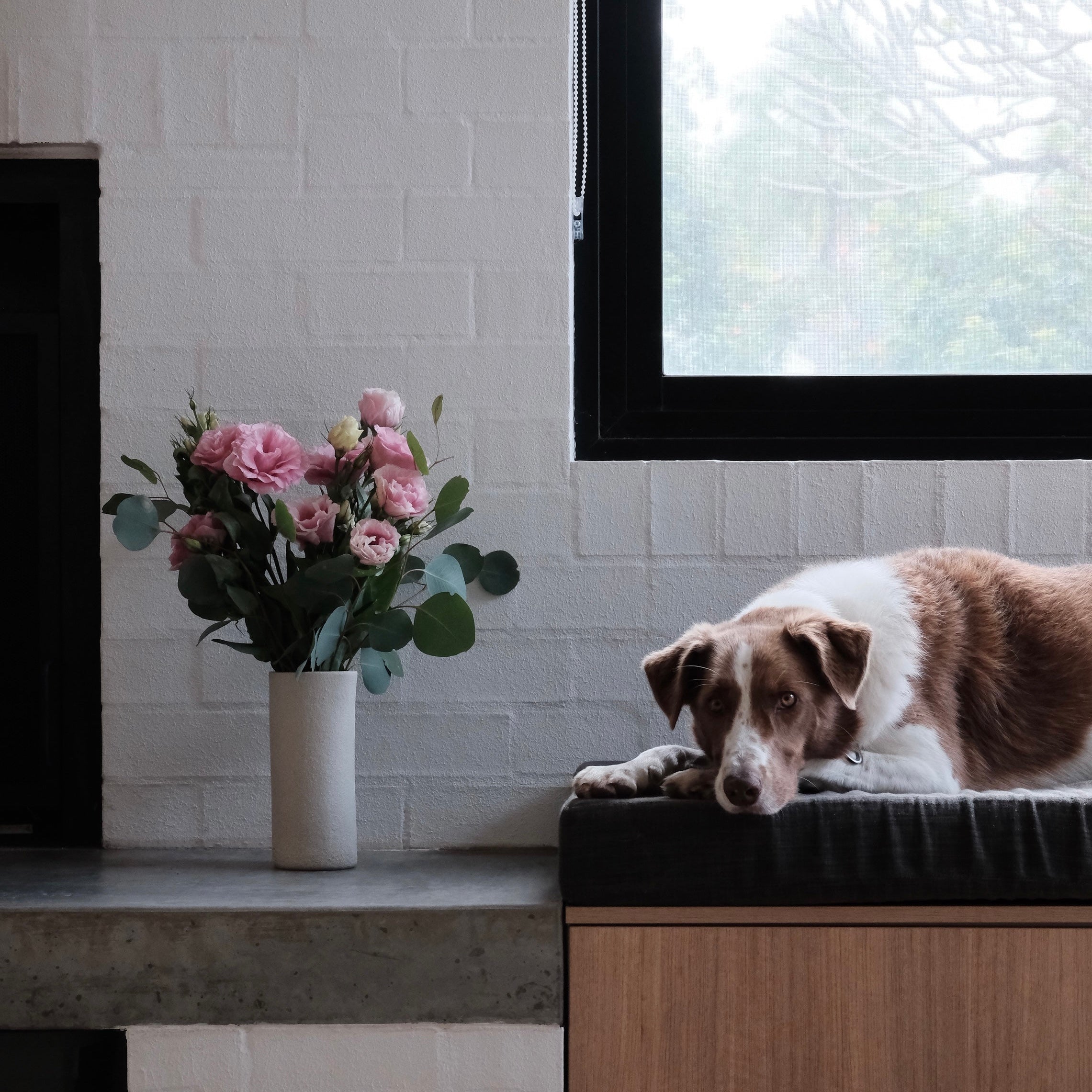 A beautiful brown and white dog lies on a black cushioned bench in a modern room with a white brick wall, a window, and a white cylindrical vase of pink flowers on a concrete ledge.
