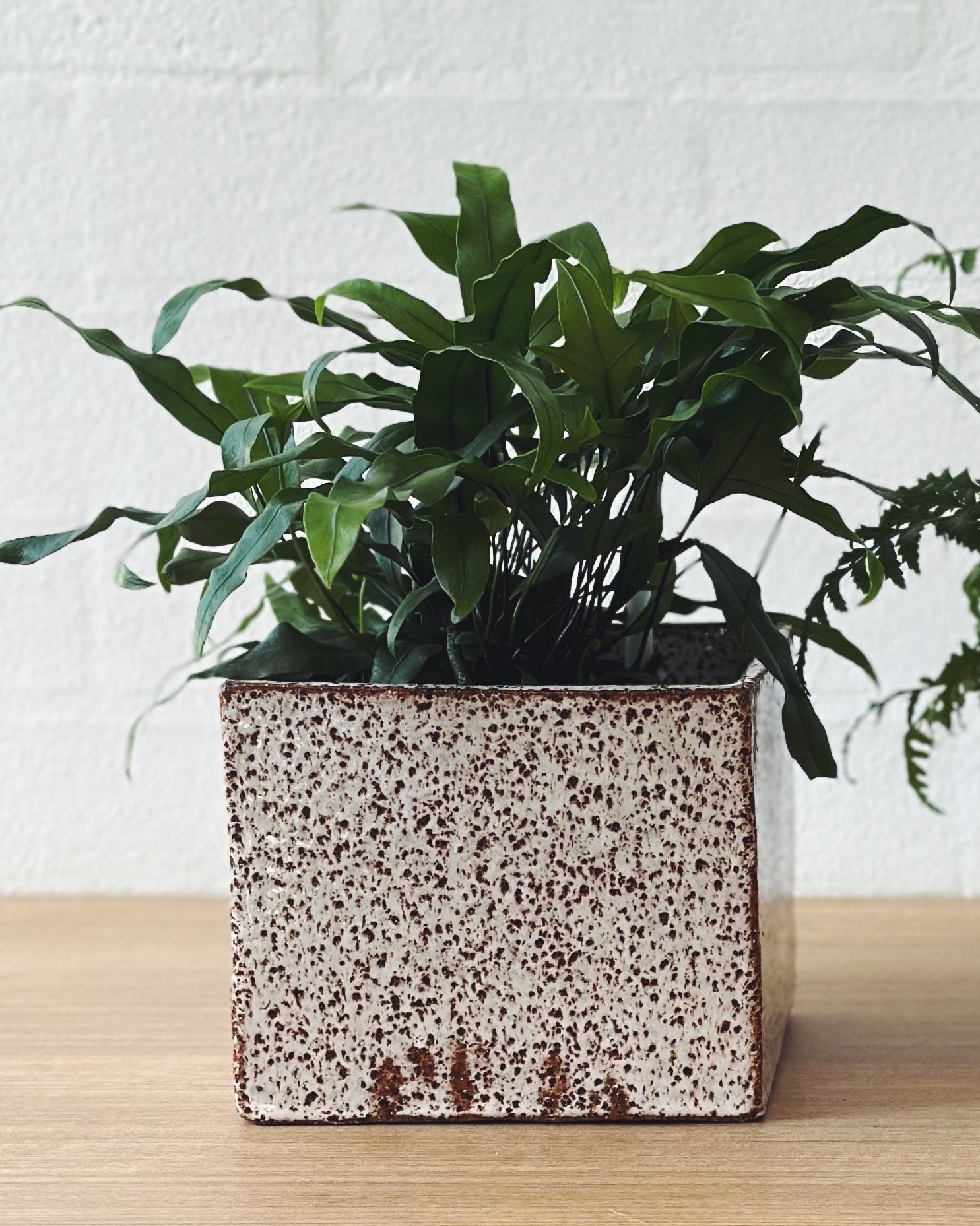speckled planter box