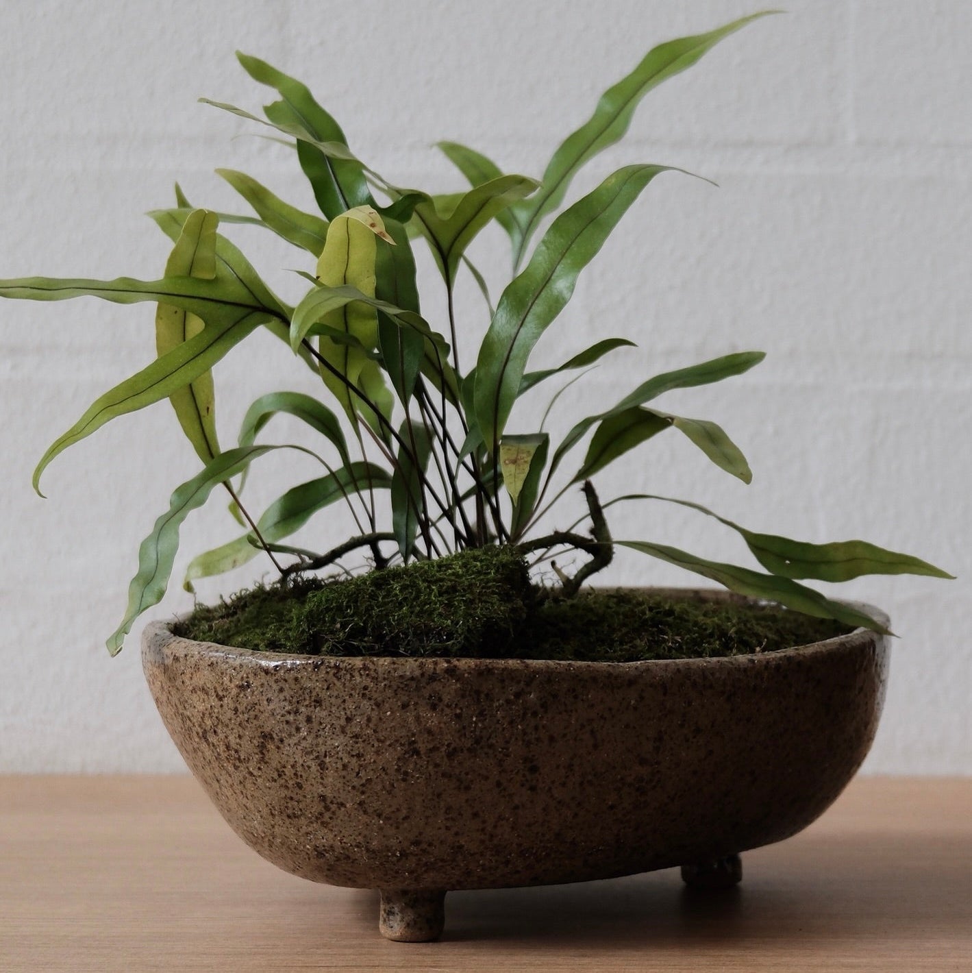 Noguchi Rainforest