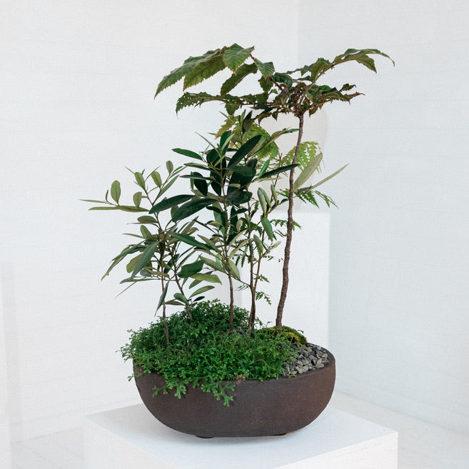 The Overstory (Subtropical Rainforest Living Bowl) - from Long Story Short