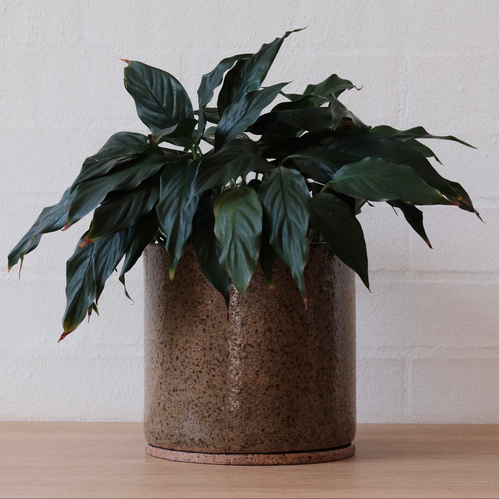 Large potted plant in olive green with speckled ceramic pots on a wooden surface with a white brick wall background.