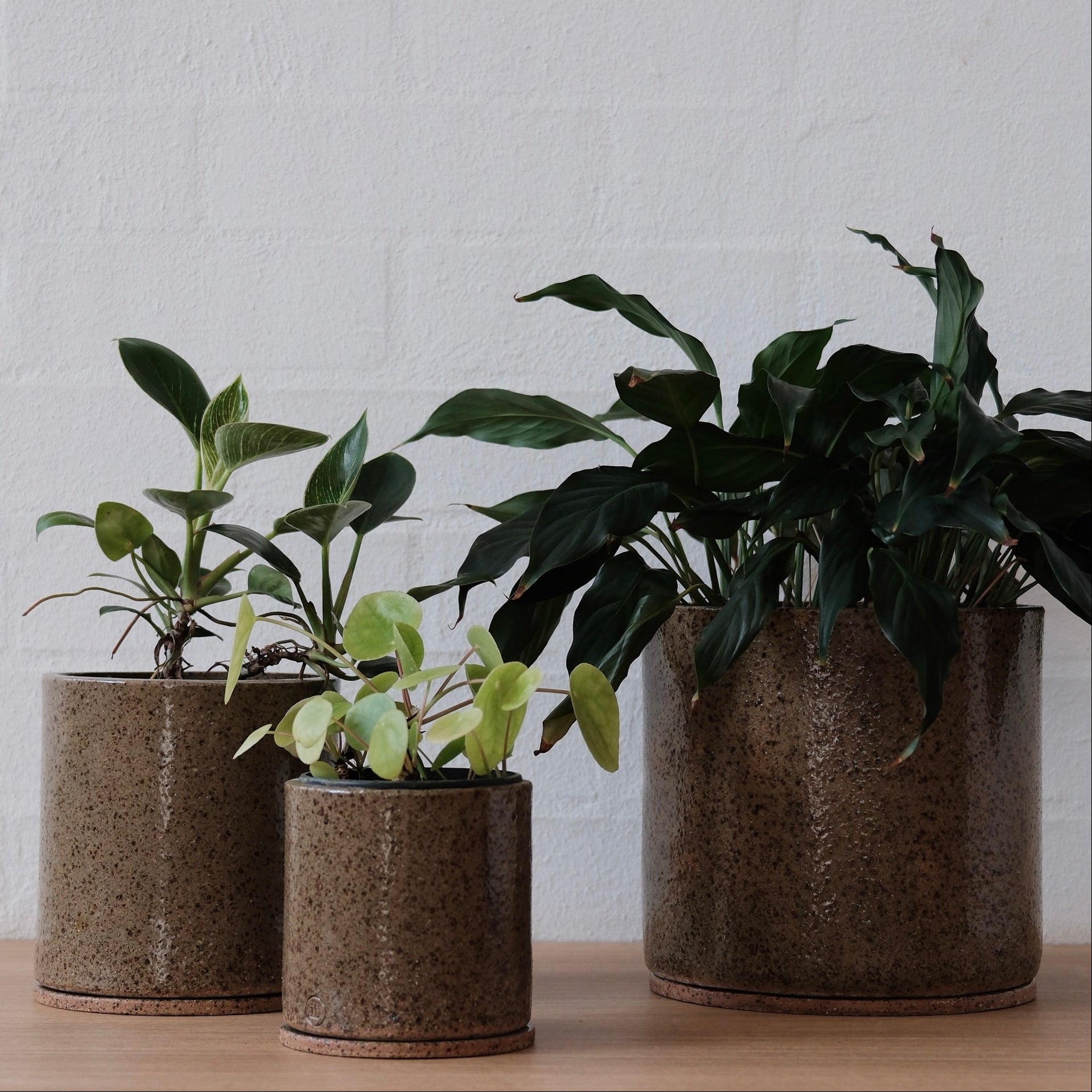Three potted plants in cylindrical olive green with speckled ceramic pots on a wooden surface with a white brick wall background.