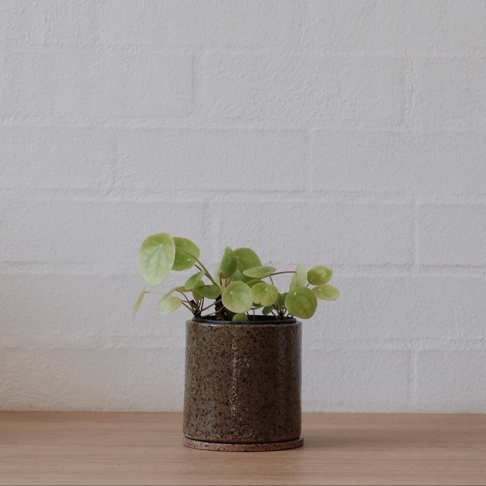 Small potted plant in olive green with speckled ceramic pots on a wooden surface with a white brick wall background.