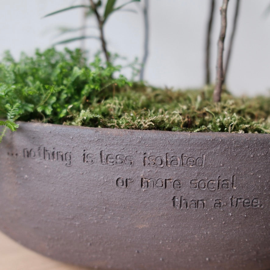 The Overstory (Subtropical Rainforest Living Bowl) - from Long Story Short
