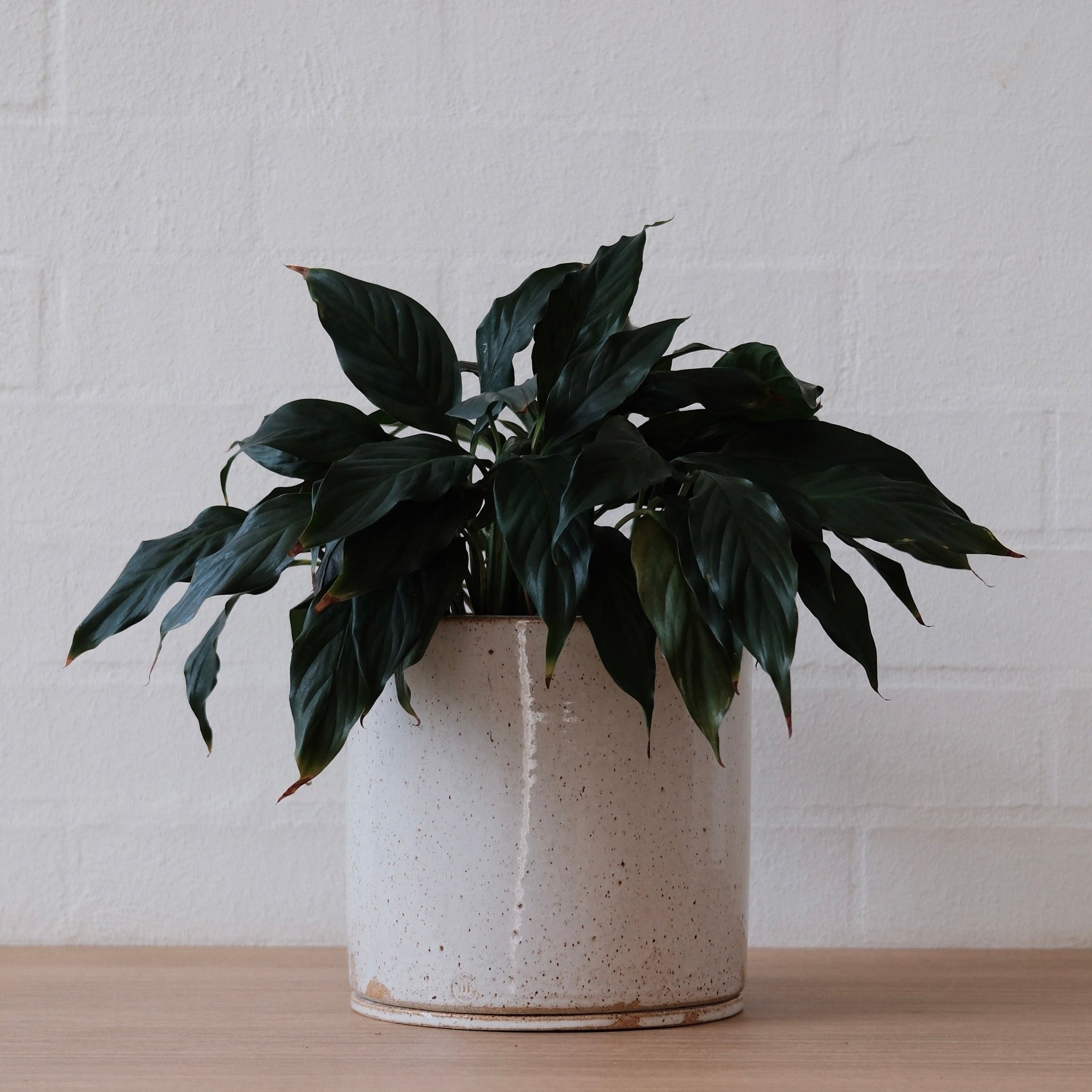 Large plant in speckled warm white ceramic planter on a wooden surface with a white brick wall background