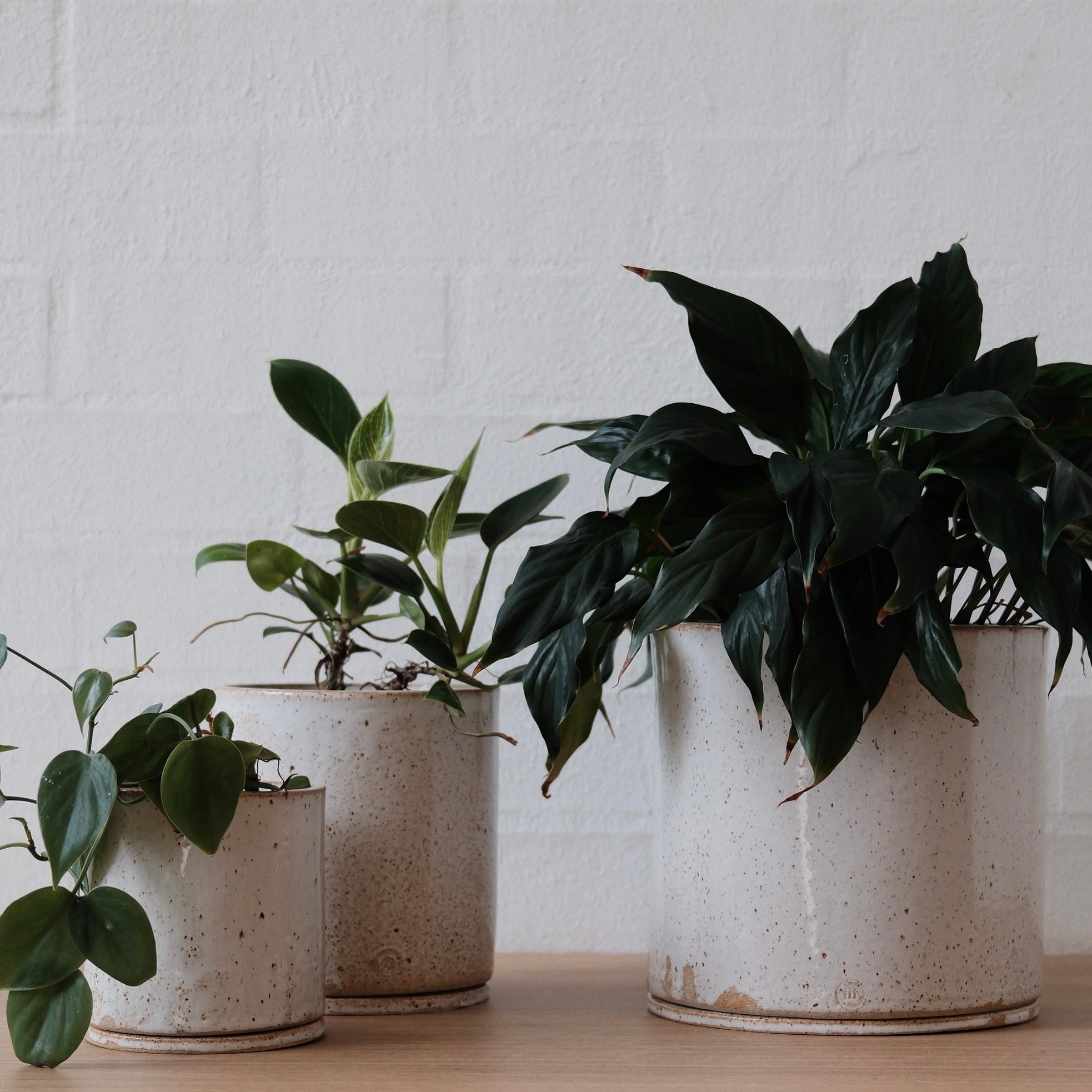 Three potted plants in speckled warm white ceramic planters on a wooden surface with a white brick wall background