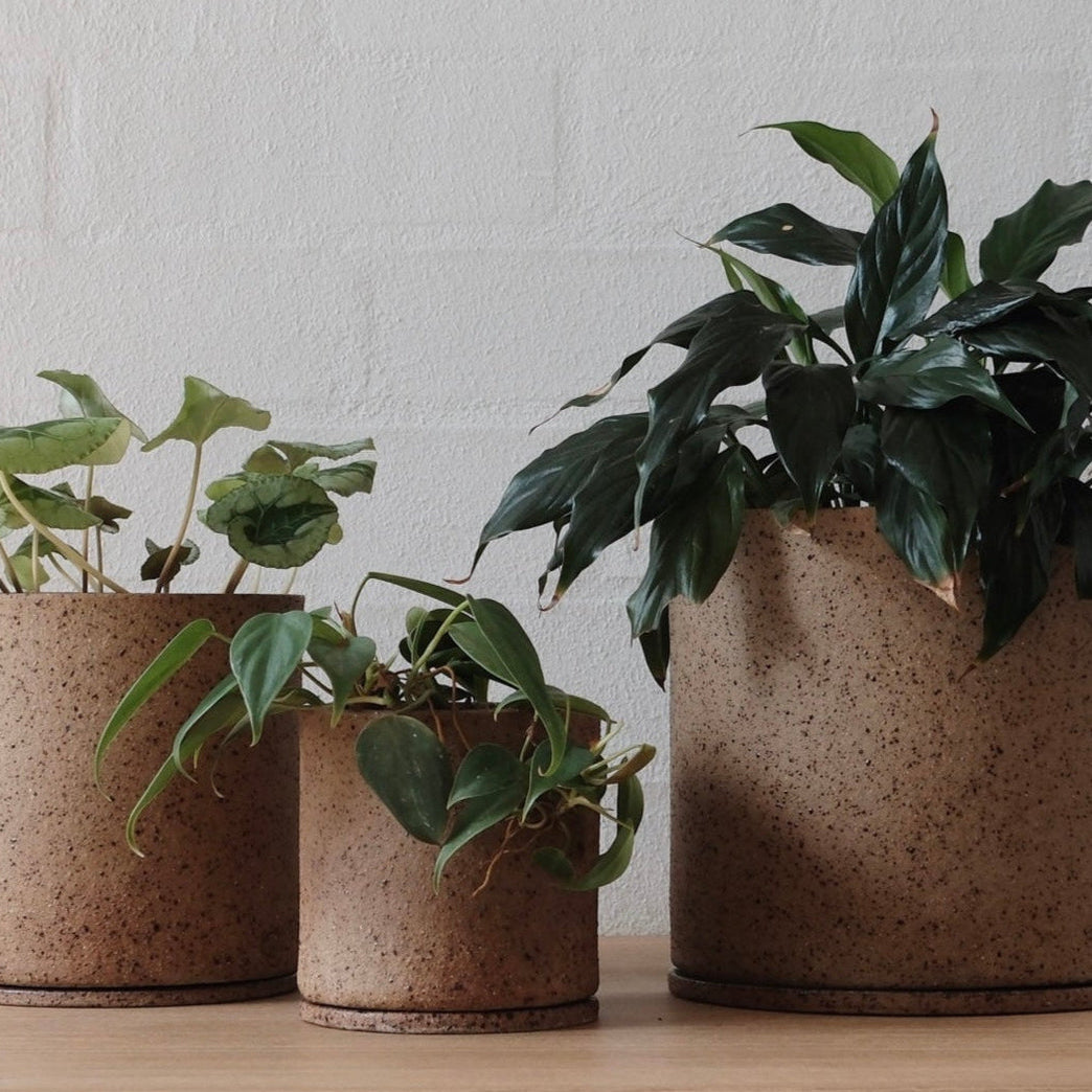 Three plants in warm speckled brown ceramic pots on a wooden surface with a white wall background.