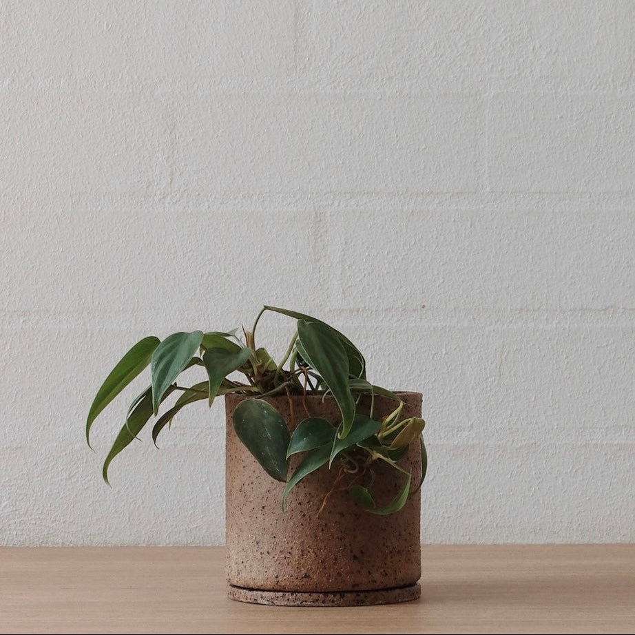 A small plant in a warm speckled brown ceramic pot on a wooden surface with a white wall background.
