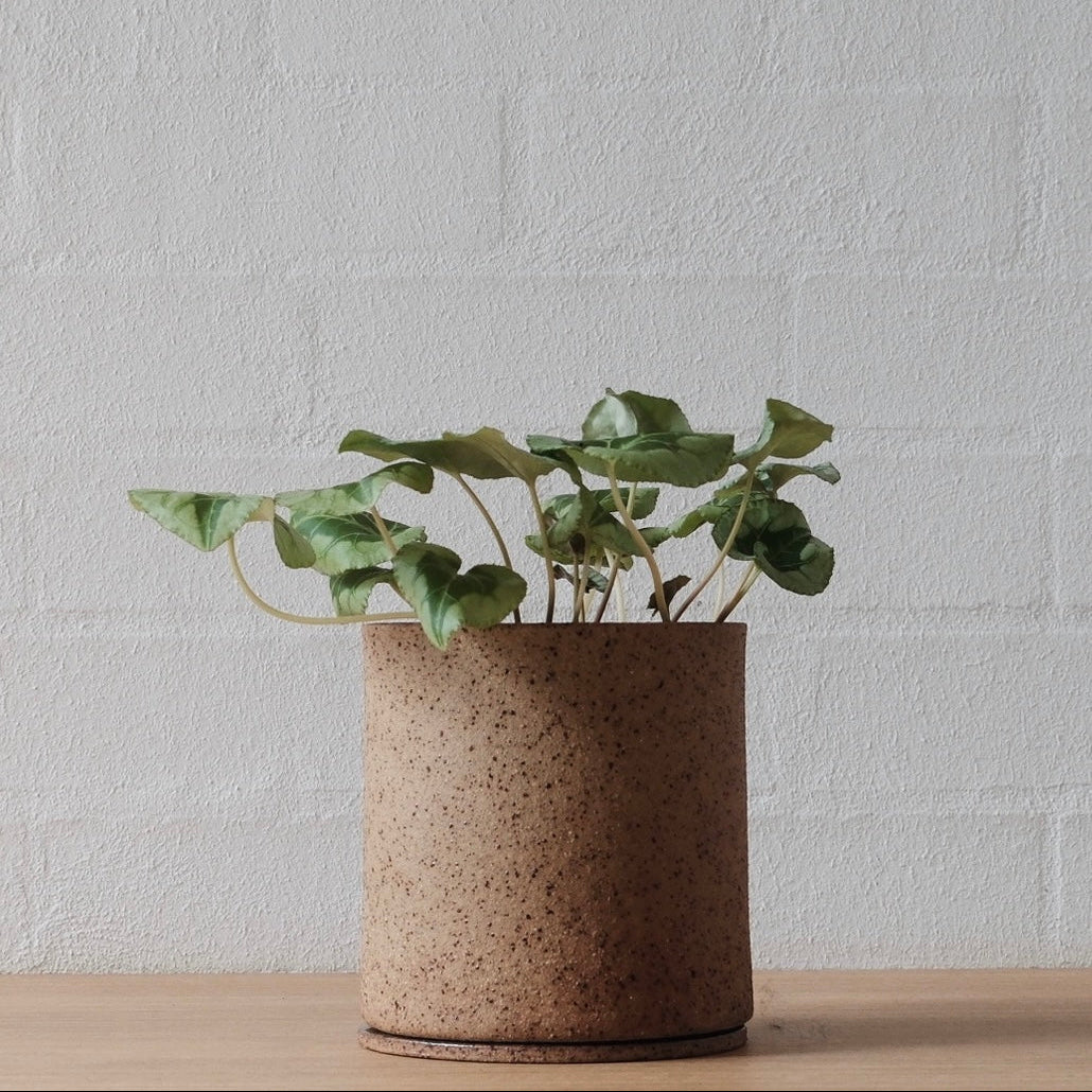 A medium plant in a warm speckled brown ceramic pot on a wooden surface with a white wall background.