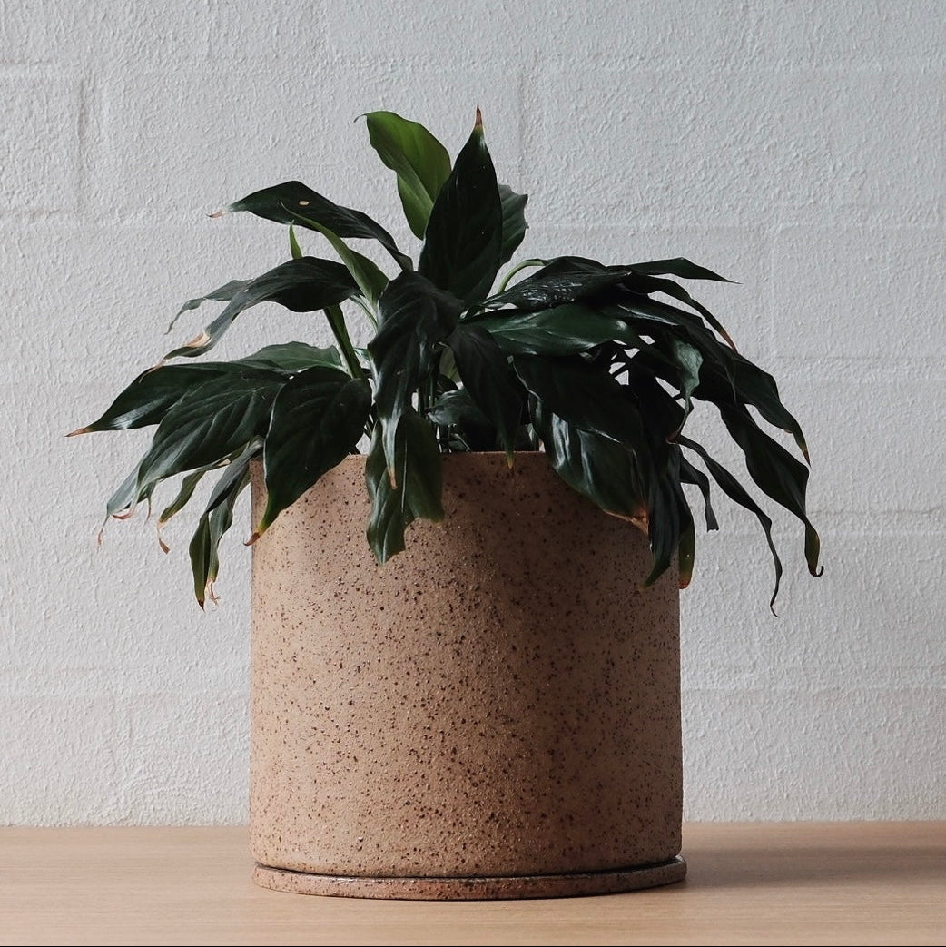 A large plant in a warm speckled brown ceramic pot on a wooden surface with a white wall background.